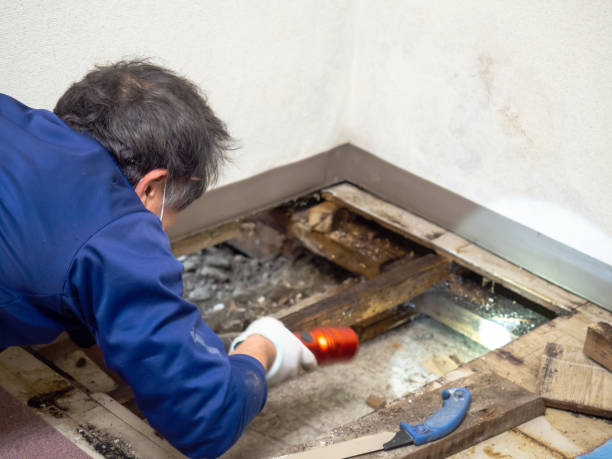 Best Toxic Mold Removal  in Washington, WV