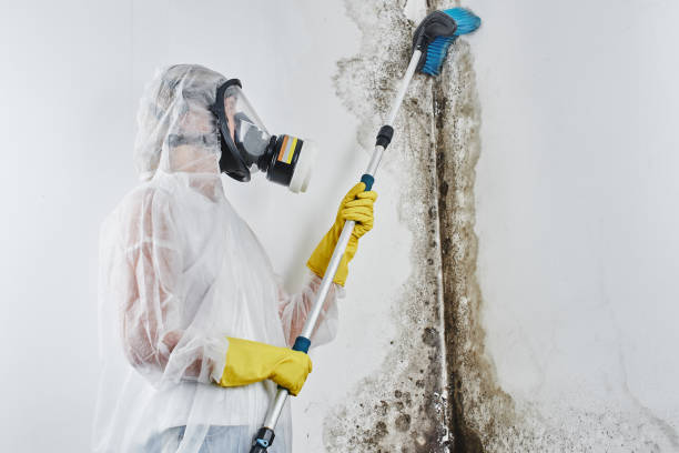 Best Commercial Mold Removal  in Washington, WV