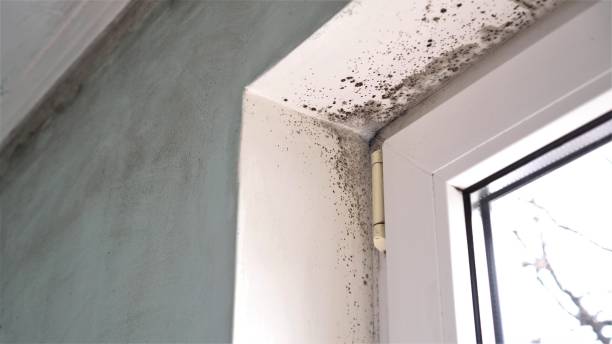 Professional Mold Removal in Washington, WV