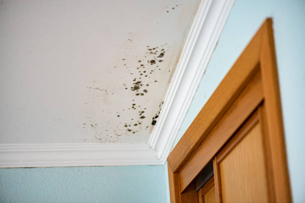 Mold Removal and Inspection in Washington, WV