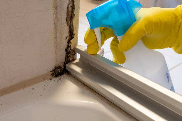 Best Mold Remediation  in Washington, WV