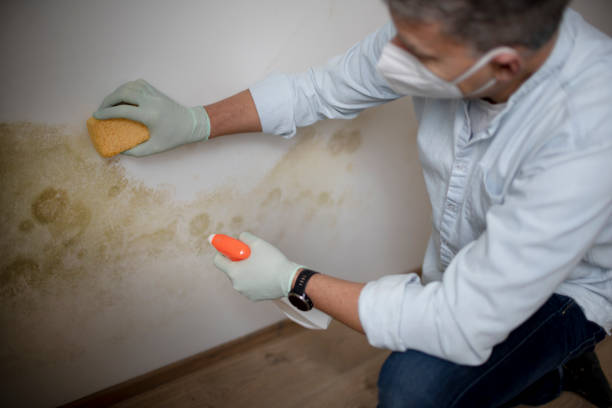 Best Best Mold Removal Companies  in Washington, WV