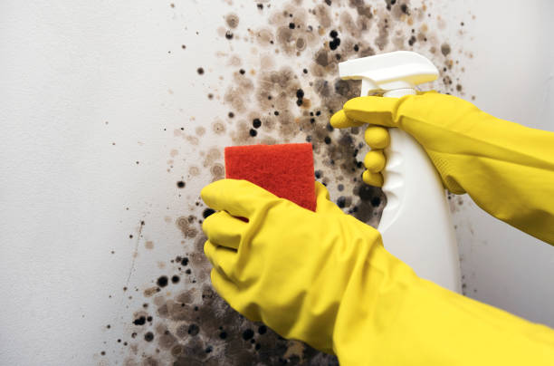 Crawl Space Mold Removal in Washington, WV